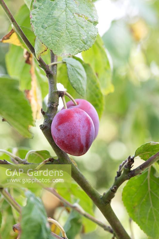 Prunus domestica - Plum 'Cox's Emperor' 
