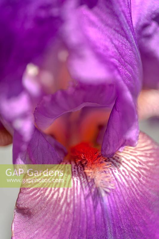 Iris 'Raspberry Ripples' - Bearded Iris 'Raspberry Ripples'