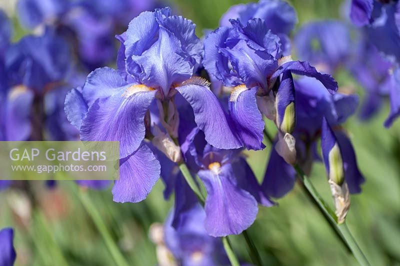 Iris 'Violet Harmony' - Bearded Iris 'Violet Harmony'
