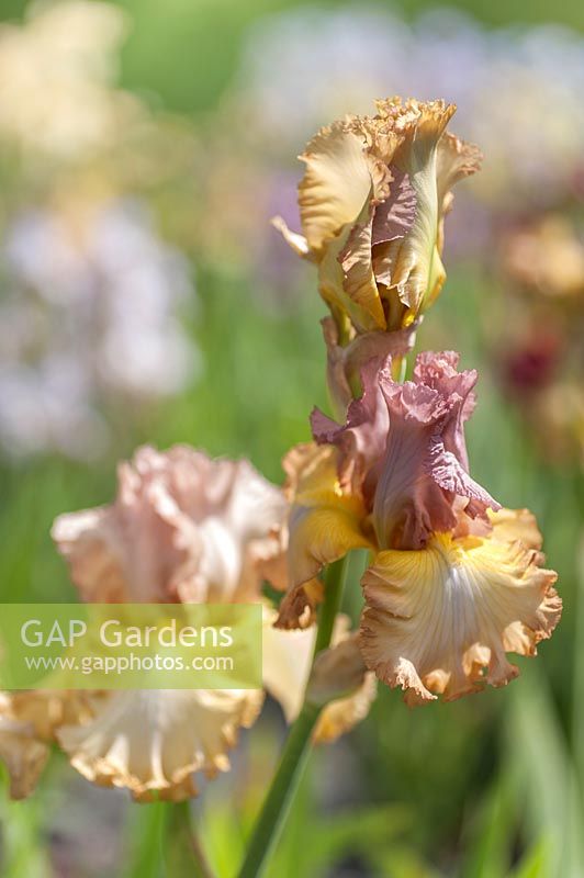 Iris 'Oriental Etching' - Bearded Iris 'Oriental Etching'