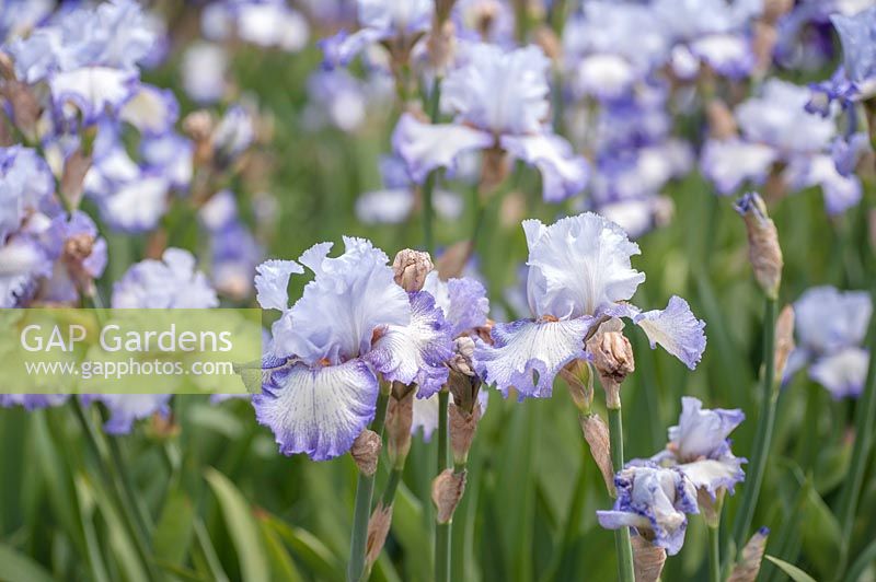Iris 'Acoma' - Bearded Iris 'Acoma' 