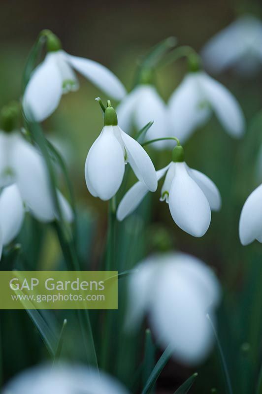 Galanthus 'Nothing Special' - Snowdrop 'Nothing Special' 