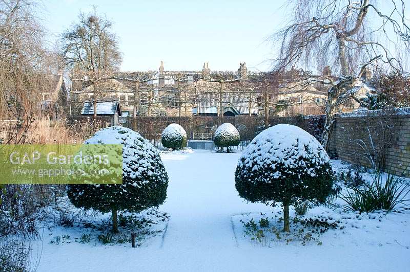 Walled town garden in snow with privacy from pleached Acer campestre - field maples, 
a formal design with specimen Buxus - box topiary