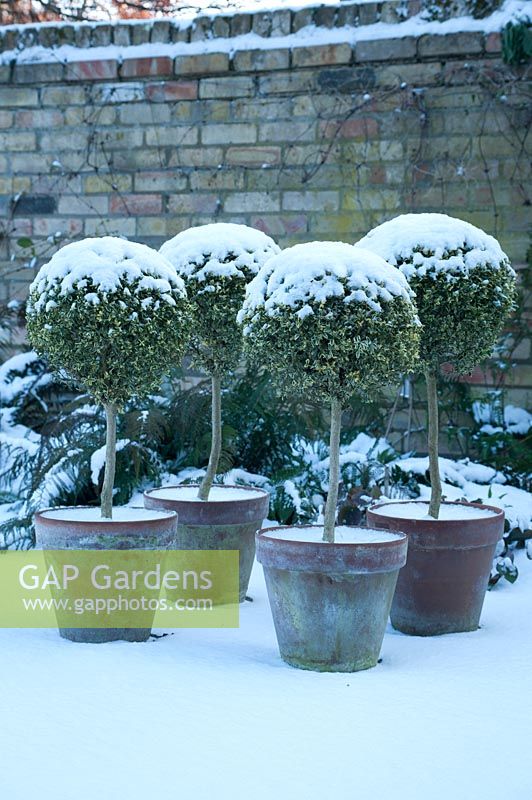 Variegated standard clipped Box trees in terracotta pots with snowy walled garden. 