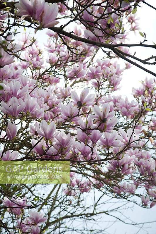 Magnolia x soulangeana blossom