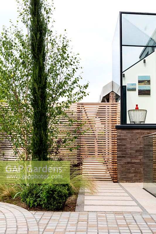 Contemporary house with stone sett paving with newly-planted beds with 
Betula utilis jacquemontii  - Himalayan birch - multi-stemmed tree and pencil conifer
against a cedar battened trellis fence 