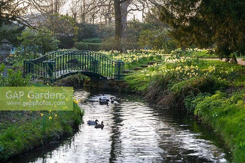 Ducks on river with ornamental footbridge and banks of naturalised Narcissus - Daffodils. Swiss Garden, Old Warden near Biggleswade, UK. 