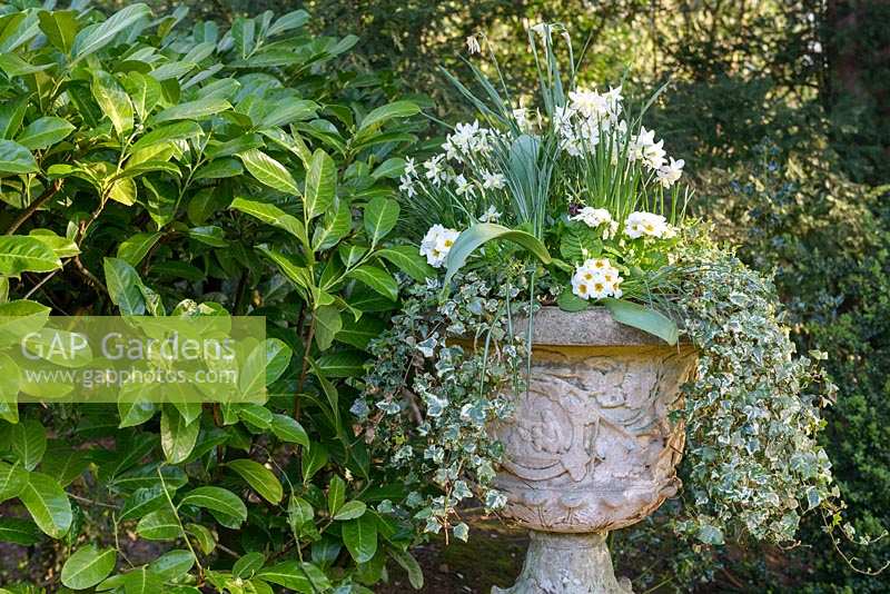 Ornamental urn planter with white Narcissus, Primula and variegated Hedera - Swiss Garden, Old Warden near Biggleswade, UK.