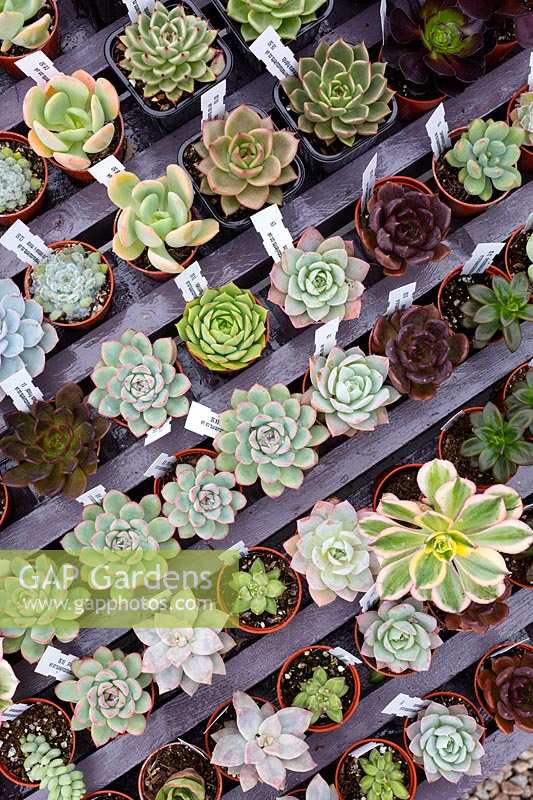 Selection of mini succulents for sale at Surreal Succulents, Tremenheere Nursery, Cornwall, UK. 