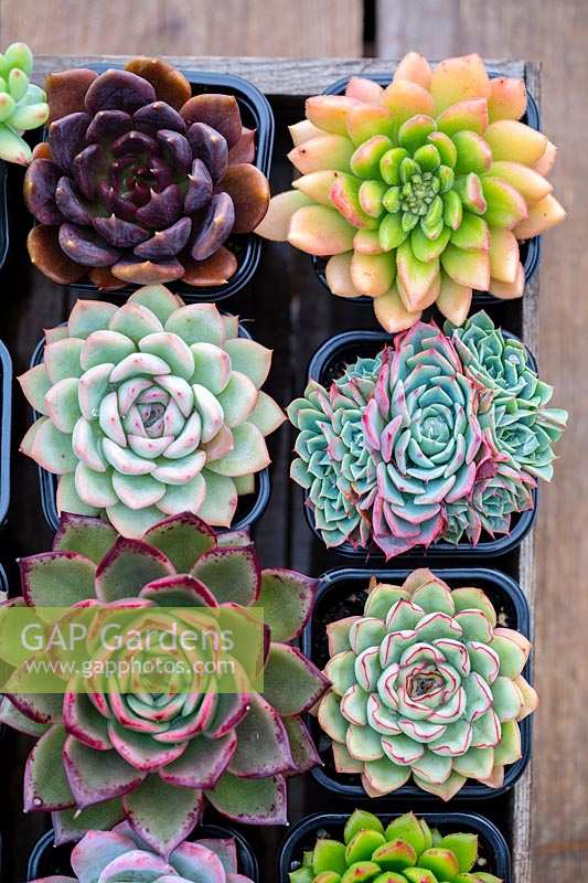 Collection of Echeveria and Pachyveria in wooden tray.