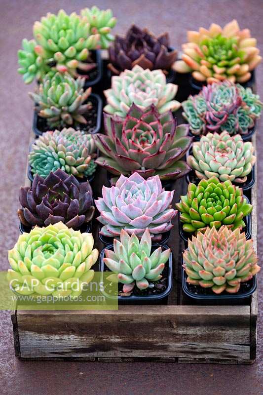Collection of Echeveria and Pachyveria in wooden tray.