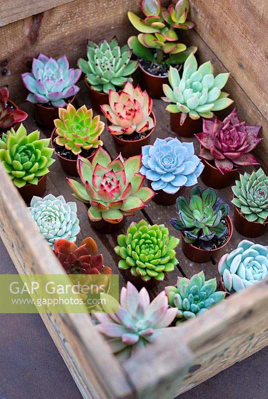 Collection of Echeveria and Pachyveria and Crassula in wooden tray.