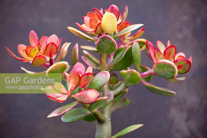Crassula ovata 'Hummel's Sunset' - Jade Plant 