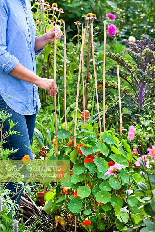 Woman making plant support for Nasturtium with bamboo canes.

