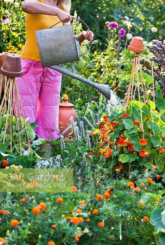Woman watering nasturtium in organic garden.