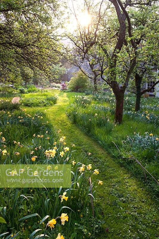 Mown path leading down through masses of daffodils in the Orchard. Summerdale Garden, Cumbria, UK. 