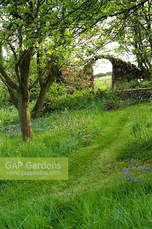 Mown path through the Orchard to the Log Arch with a flowering Magnolia 'Susan' at Summerdale Garden, Cumbria, UK. 