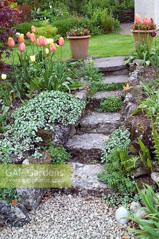 Stone steps in multi-level garden, with flowering tulips and pots of flowers. Summerdale Garden, Cumbria, UK. 