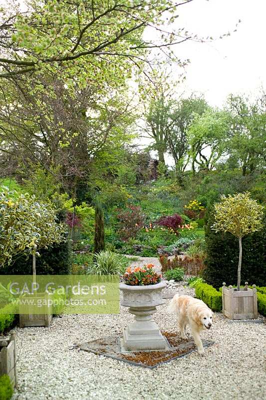 Dog walking through formal gravel gardens at Summerdale Garden, Cumbria, UK. 
