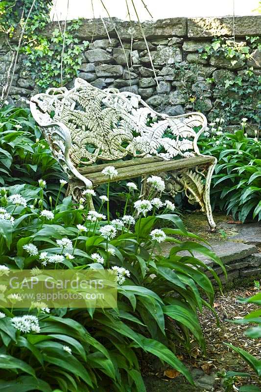 Metal bench surrounded by Allium ursinum - Wild flowering garlic - at Summerdale Garden, Cumbria, UK.

