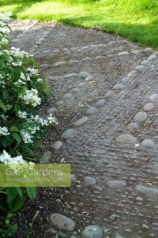 Stone cobbled pathway and white flowering Hydrangea at Summerdale Garden, Cumbria, UK. 