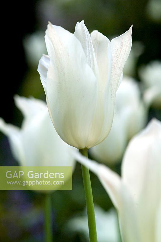 Tulipa 'White Triumphator' - Tulip 'White Triumphator