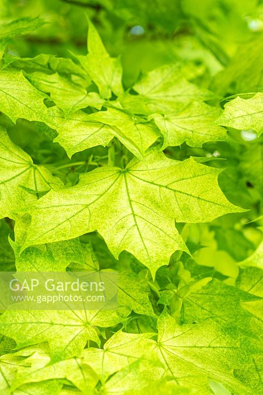 Acer platanoides 'Maculatum' - Norway Maple 
