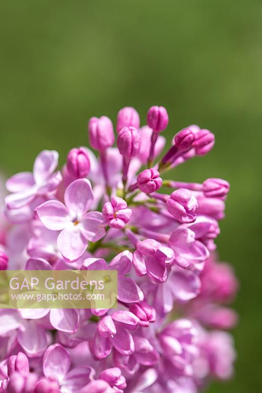 Syringa vulgaris 'Romance' - Lilac 'Romance' 