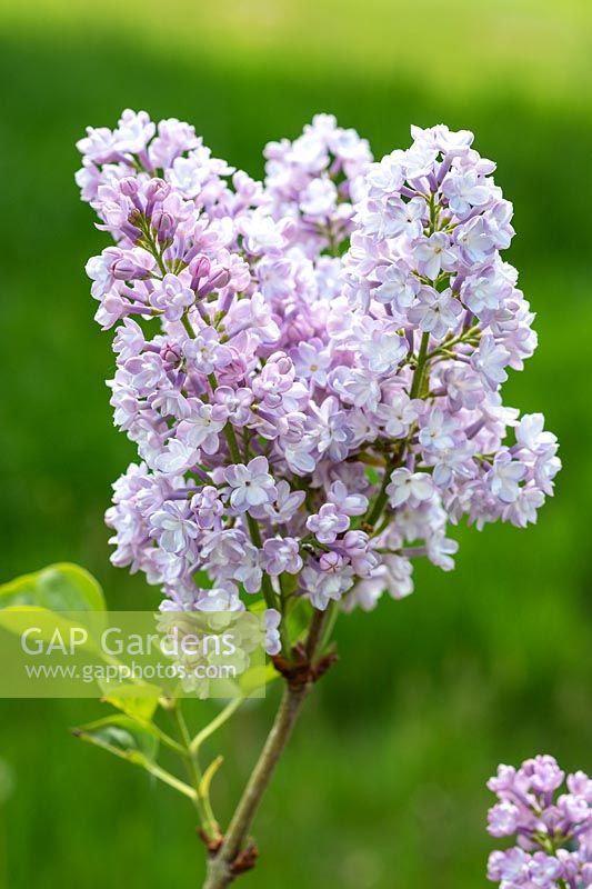 Syringa vulgaris 'Maurice de Vilmorin' - Lilac 