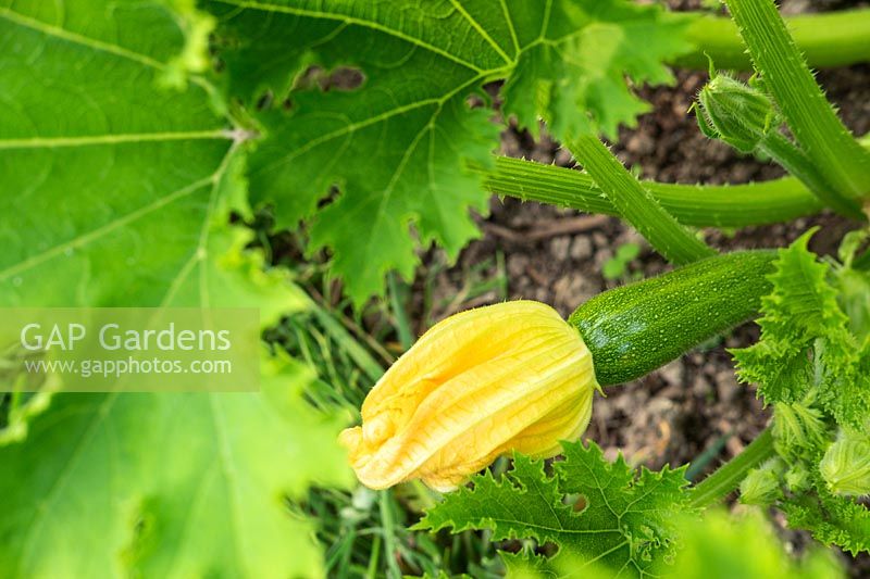 Cucurbita pepo - Courgette plant with flower and fruit.
