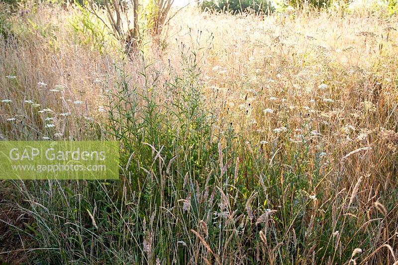Naturalistic planting of grasses and wildflowers. Bowley Farm, Sussex, UK.
