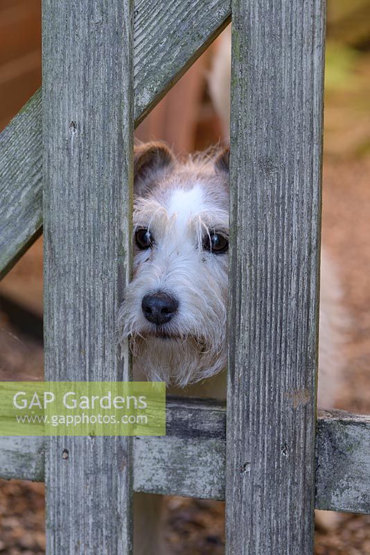 Daisy the terrier looking through wooden gateway at Clover Cottage. 