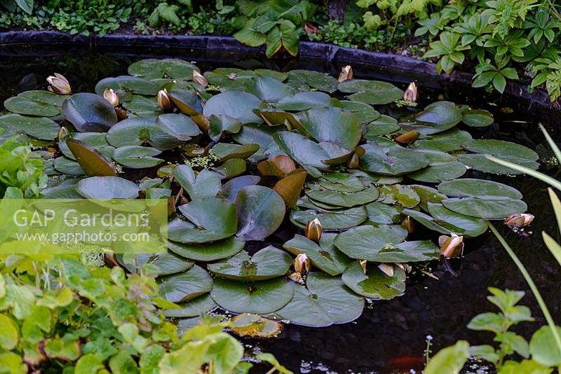 Nymphaea - Water Lily 
