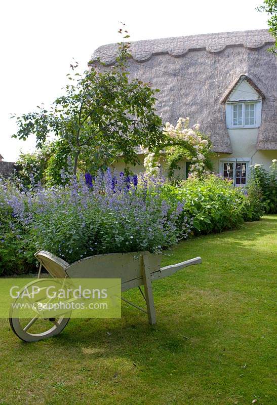 Cottage garden with ornamental wheelbarrow filled with Nepeta - Catmint.