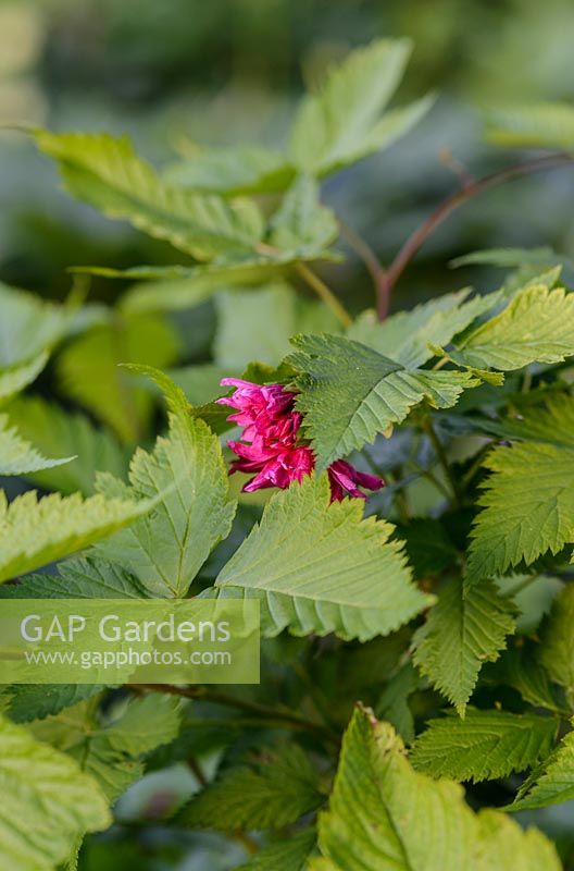 Rubus spectabillis - Salmonberry