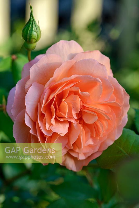 Rosa 'The Lady Gardener' - Rose 'The Lady Gardener' 