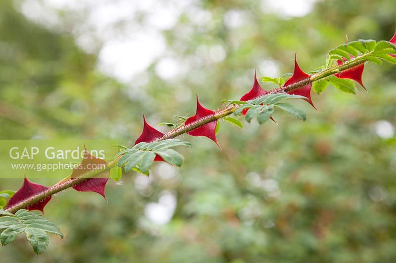 Rosa sericea pteracantha - Wild Rose