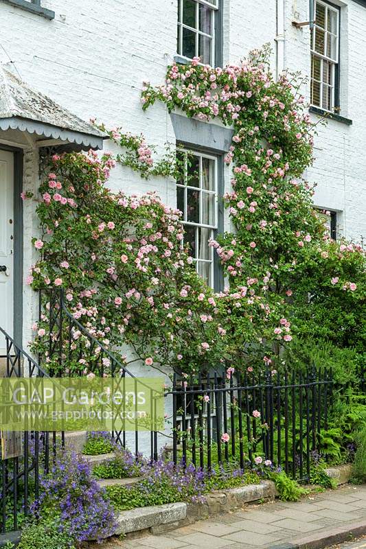 Rosa 'Albertine' trained on Victorian house. 