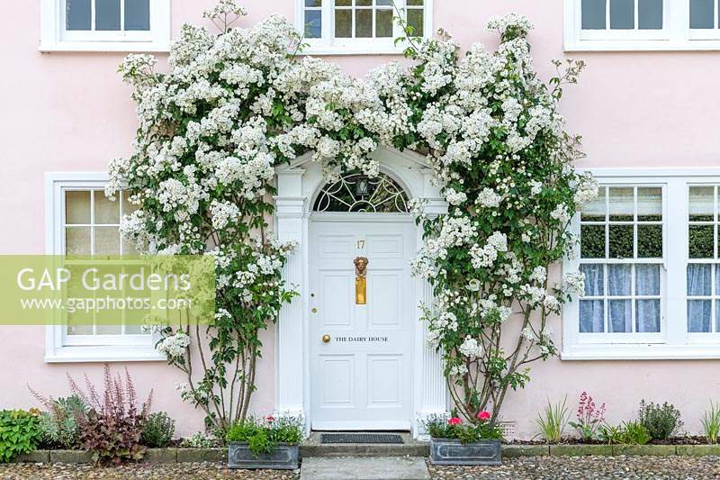 Rosa 'Rambling Rector' trained over front door of period house.