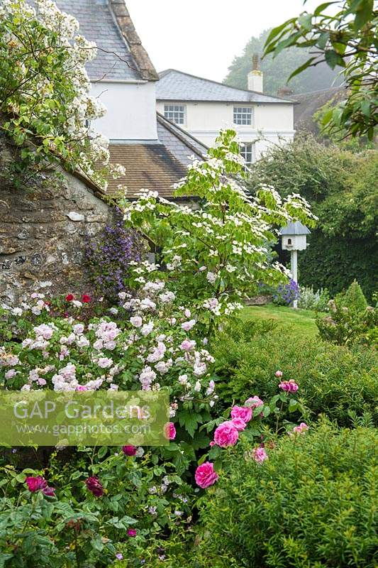 Border with Rosa 'Gertrude Jekyll', Rosa 'Blush Noisette', and Rosa 'Rambling Rector' over outbuilding. 
