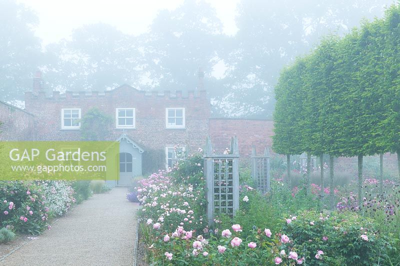 Rosa Garden with early morning mist. 