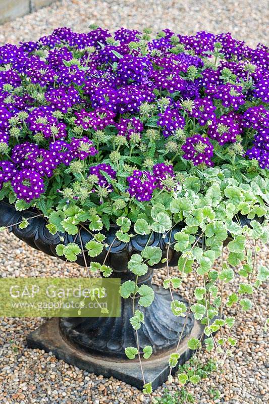 Cast iron urn with flowering Verbena and Glechoma hederacea 'Variegata'

