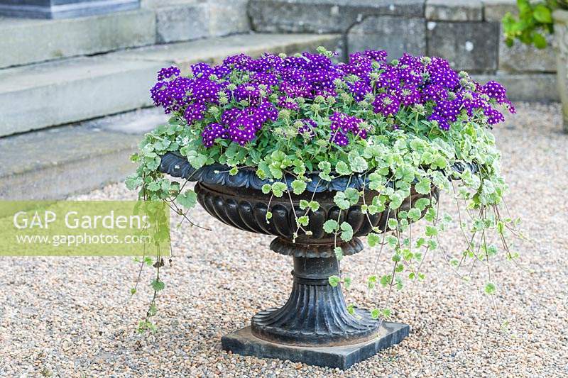 Cast iron urn with flowering Verbena and Glechoma hederacea 'Variegata'
