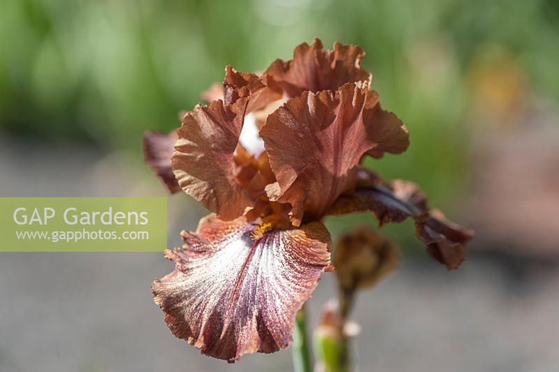Iris 'Huckleberry Fudge' - Tall Bearded Iris, May, Czech Republic