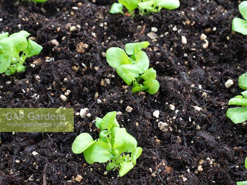 Small Lobelia plug plants potted on into a larger seed tray. 
