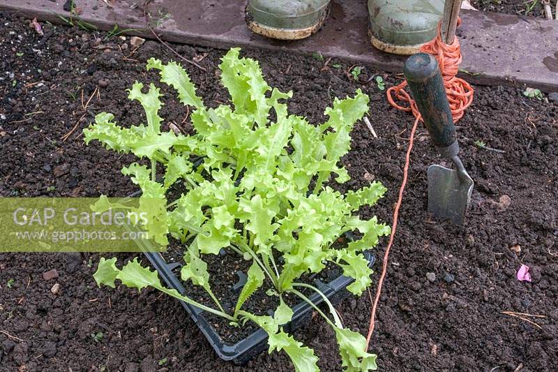 Tray of young Endive to be planted into open ground. 