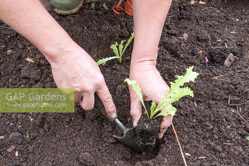 Person planting young Endives into open ground.  