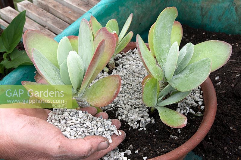 Topping a newly repotted Kalanchoe thyrsiflora with grit