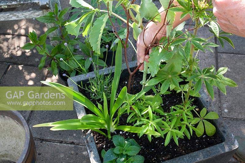 Using beech twigs to stake plants in a mixed container of tender perennials 