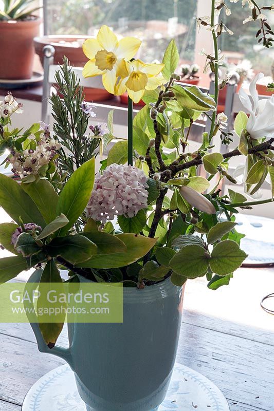 Vase of scented mixed fowering spring plants including Magnolia, Viburnum, Narcissus, Romarinus, Daphne and Akebia. 
